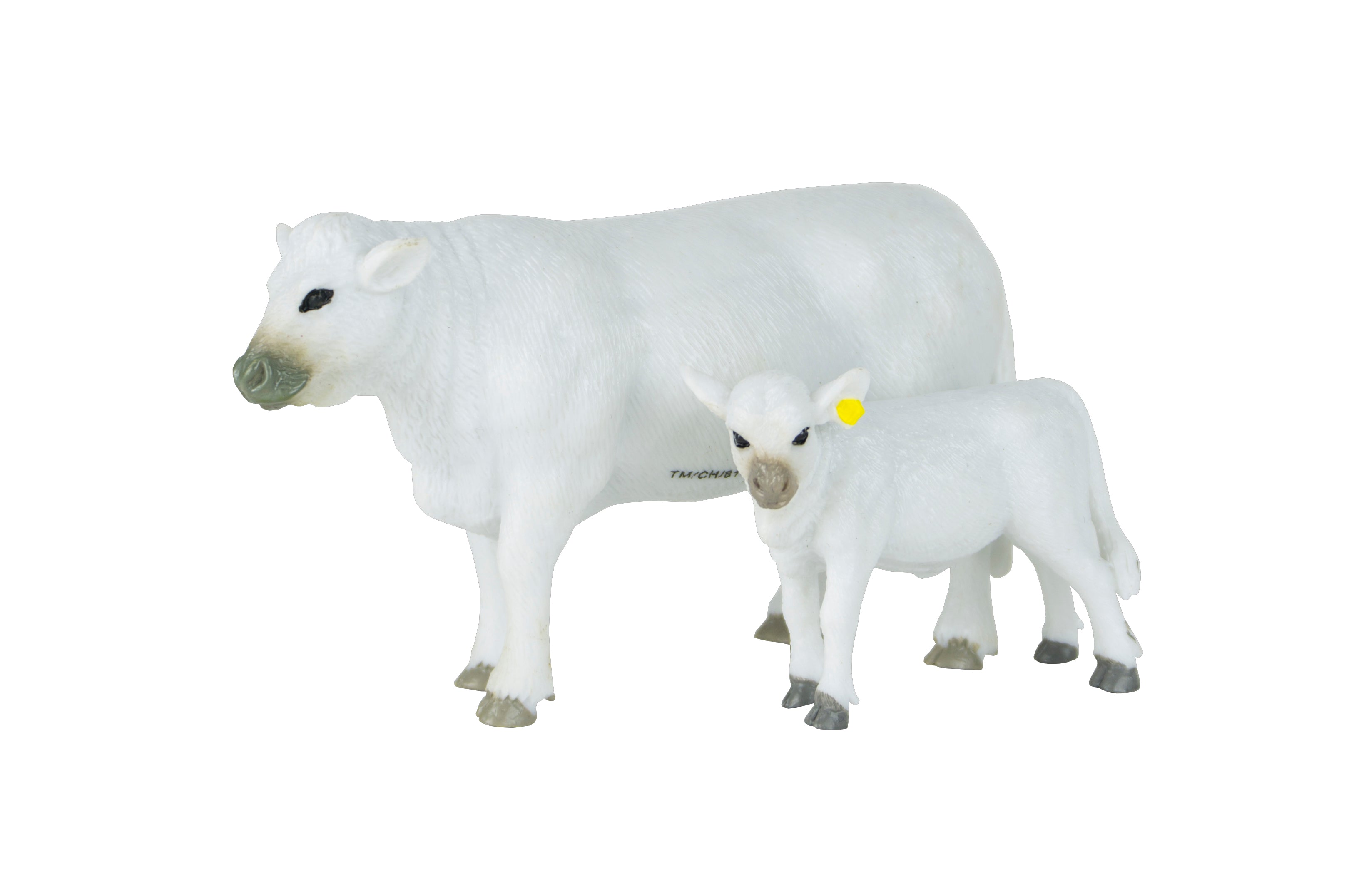 Charolais Cow & Calf