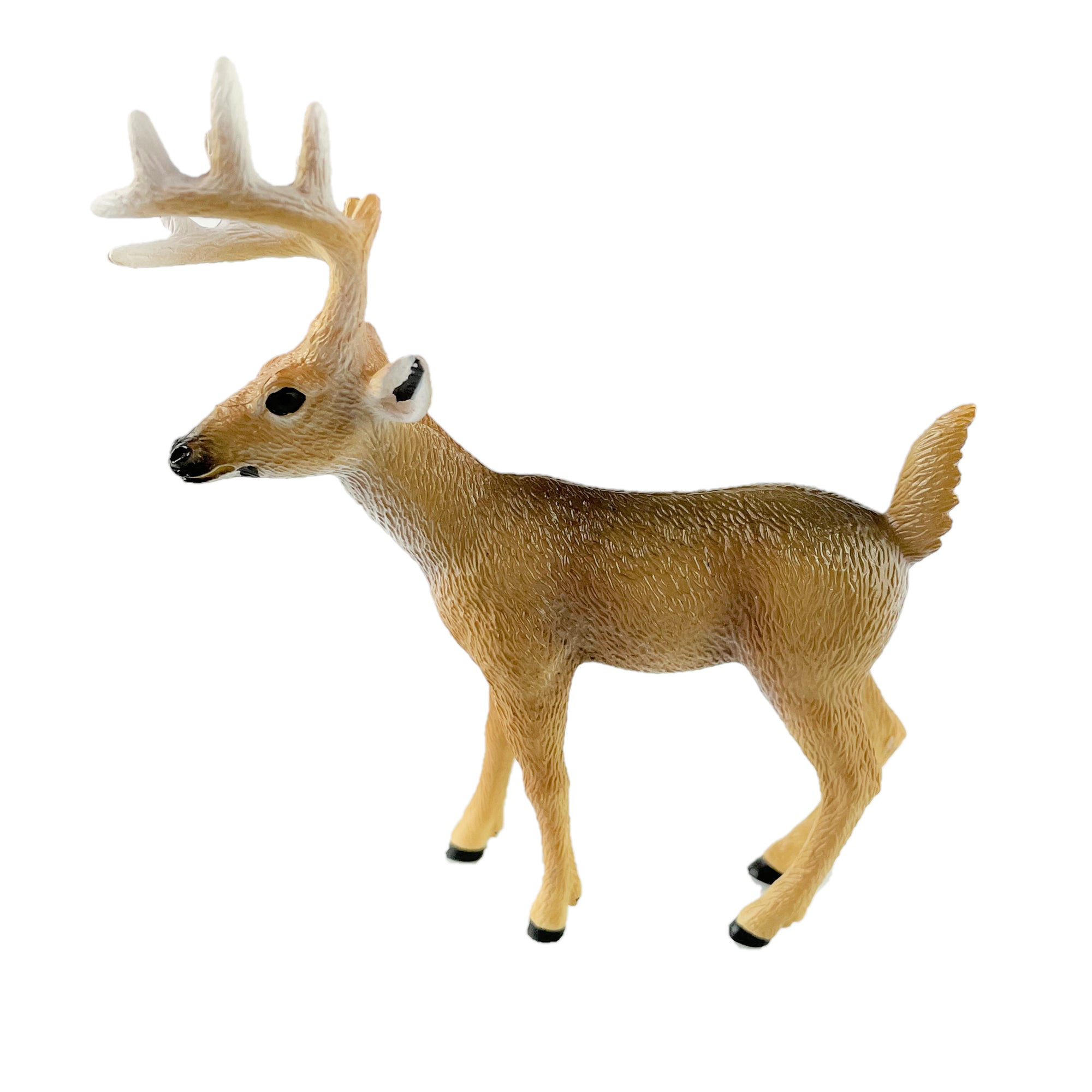 White-Tailed Buck