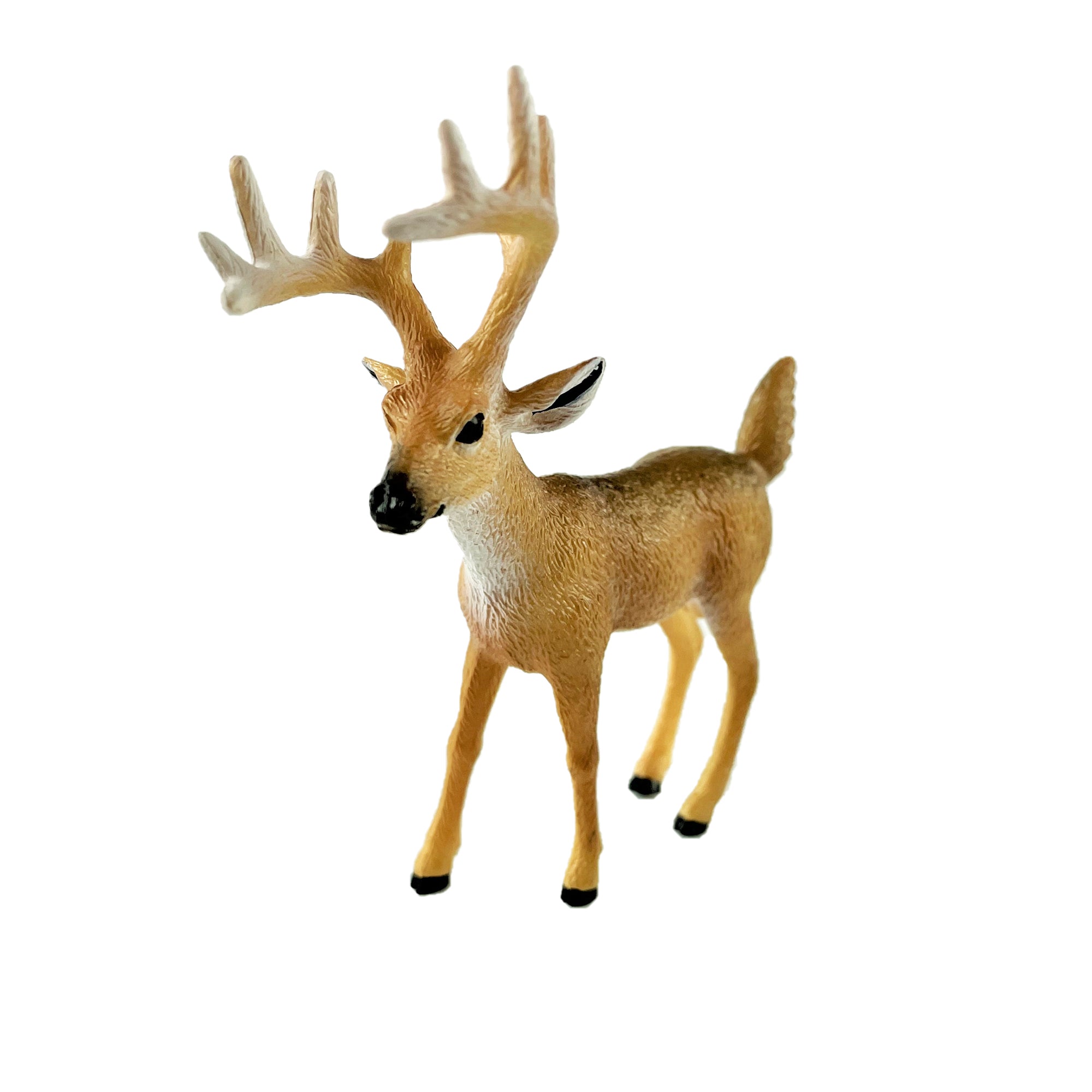 White-Tailed Buck