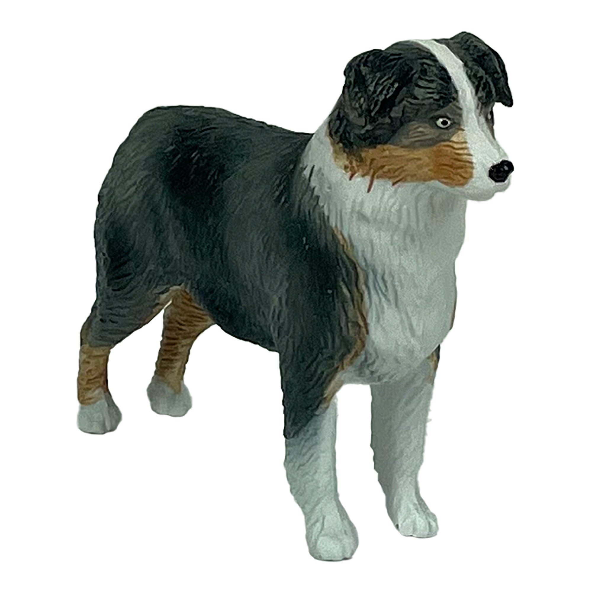 Australian Shepherd