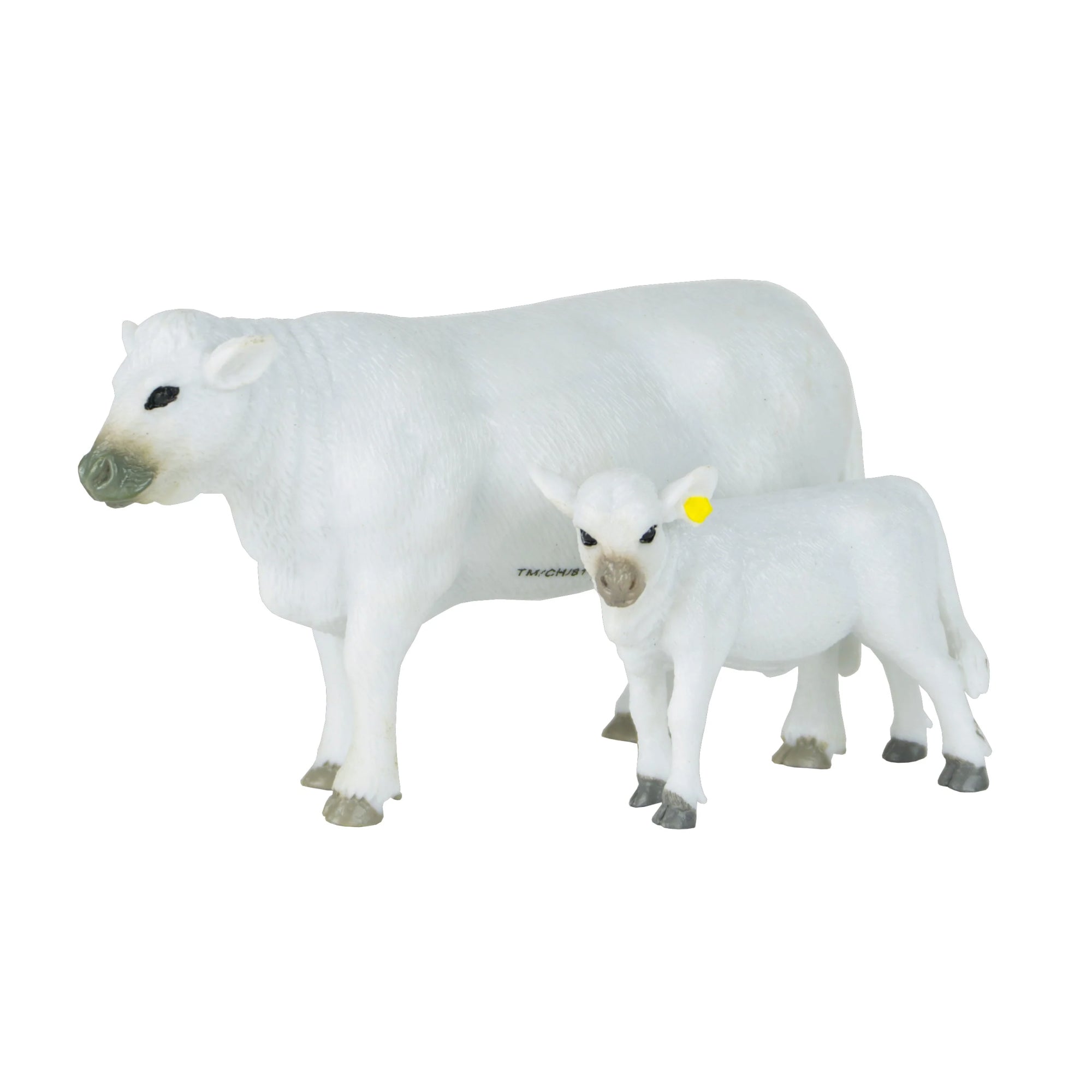 Charolais Cow & Calf